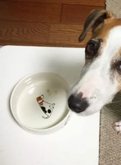 Hundskål med Jack Russel – 19 cm i porslin